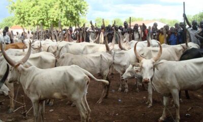 cattle markets 780x470 1