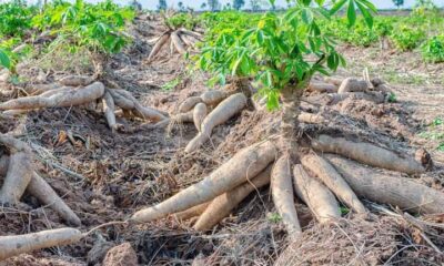 Mutum Bakwai 'Yan Gida Ɗaya Sun Mutu Sakamakon Cin Abinci Mai Guba