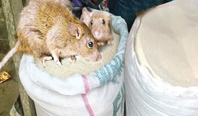 LASSA FEVER PIX
