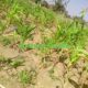 Manoma cikin fargaba yayin da Gonakin su ke bushewa saboda kafewar Dam din 'Yan Ganau a Tsanyawa