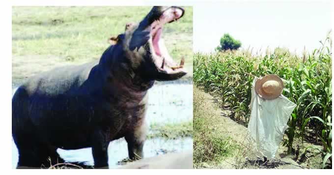 gonbe hippo atack