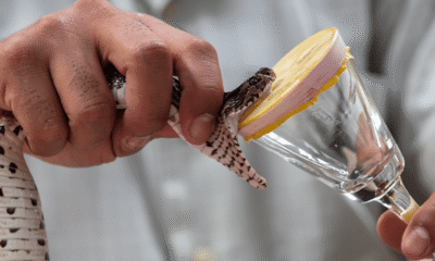 Snake venom