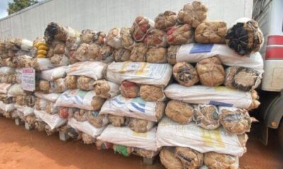 Picture of skunk seized by NDLEA 750x375