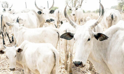 Cows