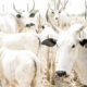 Cows