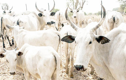 Cows
