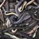 pile of snakes 062326 c1fae6a3f31042528b9edd588c1a7825 (1)
