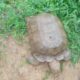 Oyo palace tortoise